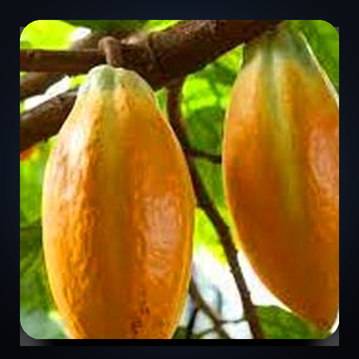 Theobroma Cacao