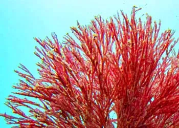 Haematococcus (Astaxantina)